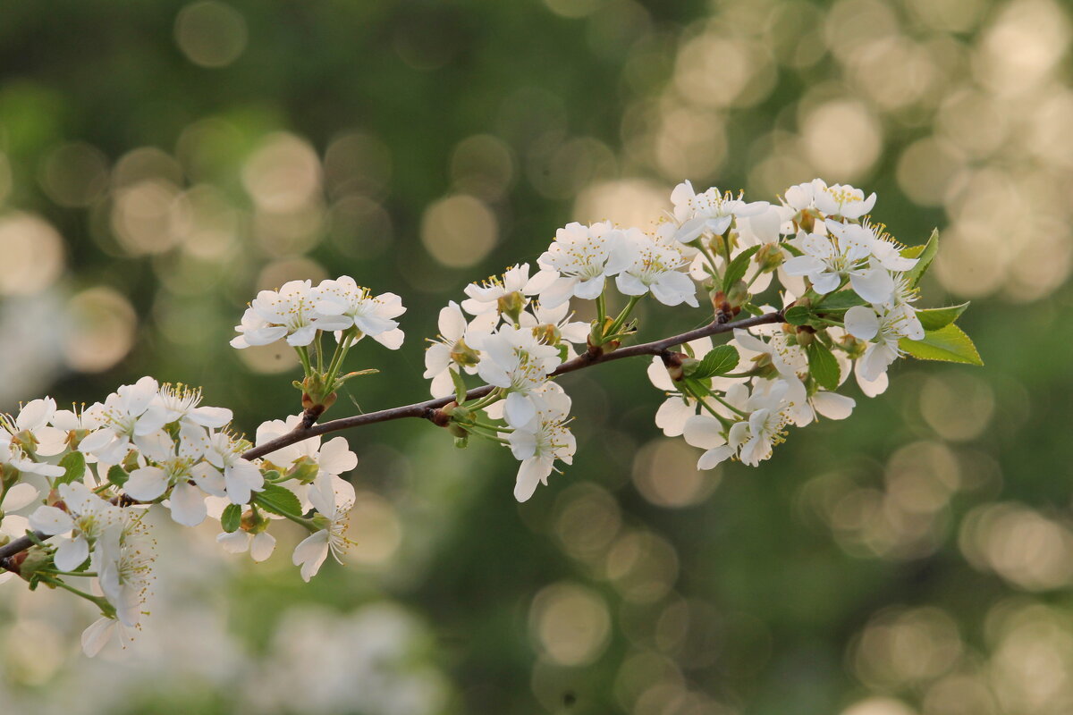 Весны цветение - tamara kremleva