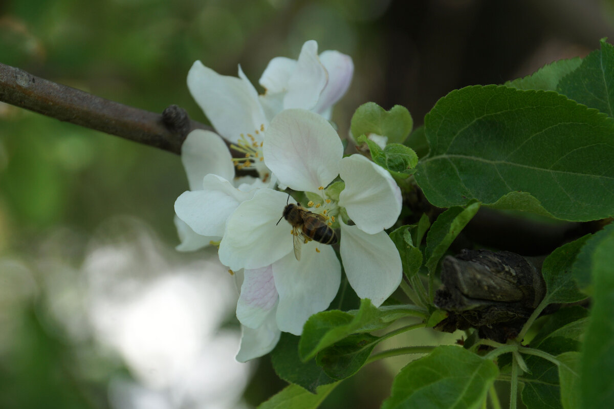 Яблони в цвету - Lersa 