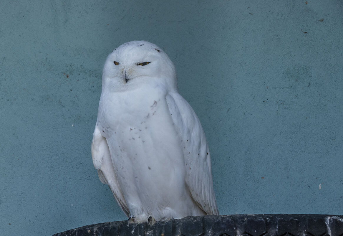 Белая (полярная) сова - Сергей Цветков