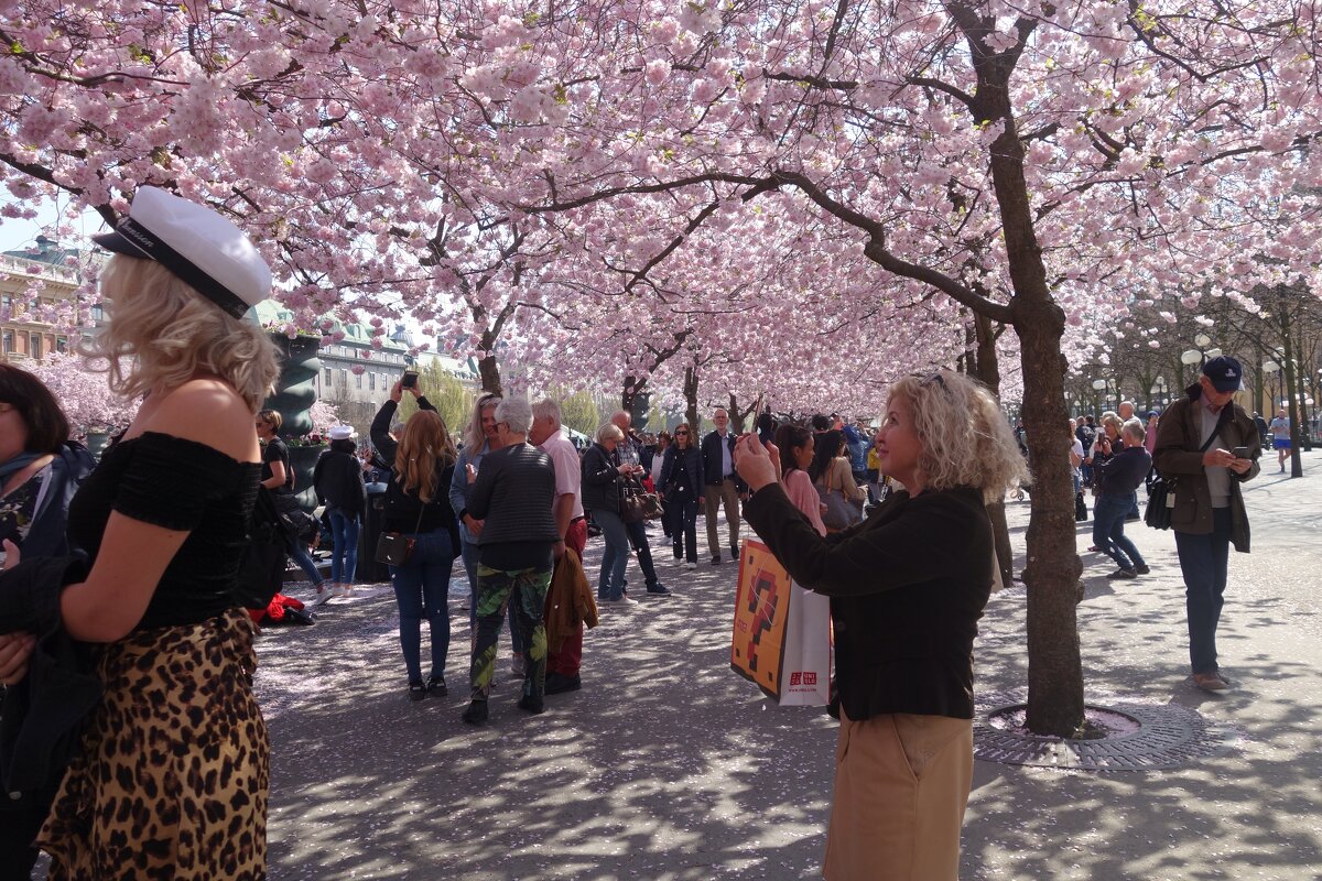 цветение сакуры в Стокгольме - Елена 