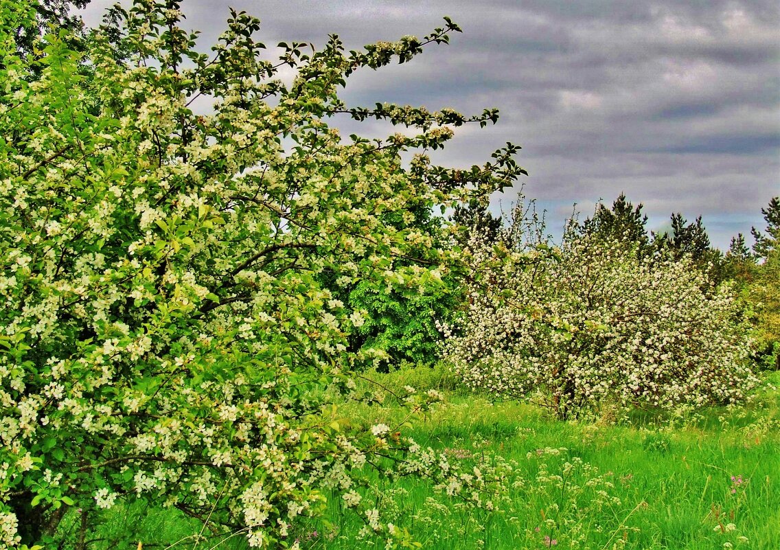 Цветущий яблоневый сад - Aida10 
