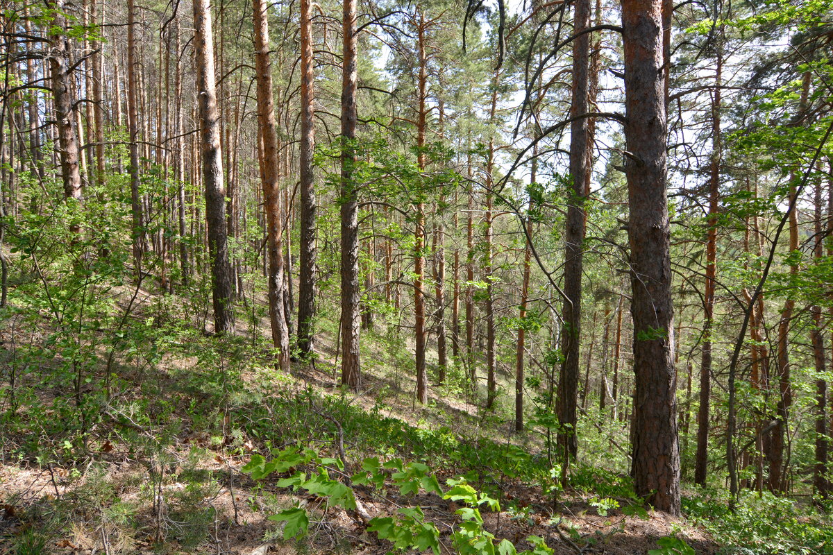 Весенний лес - Леонид Иванчук