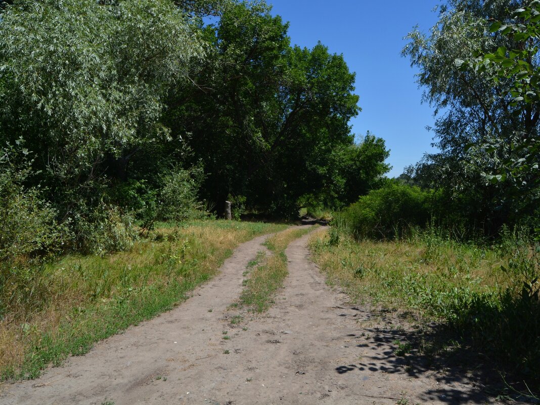 Новочеркасск. Дорога прибрежной лесополосы Холодного канала. - Пётр Чернега