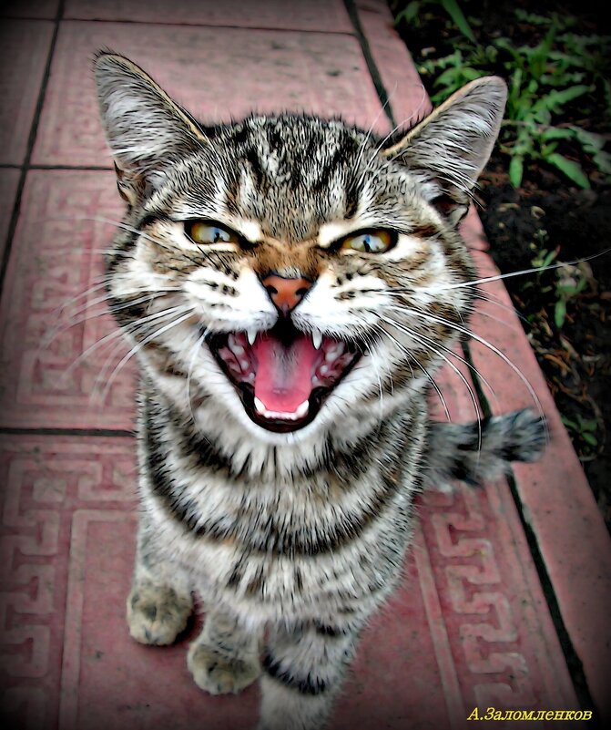 Страшнее кошки зверя нет!  :-) - Андрей Заломленков