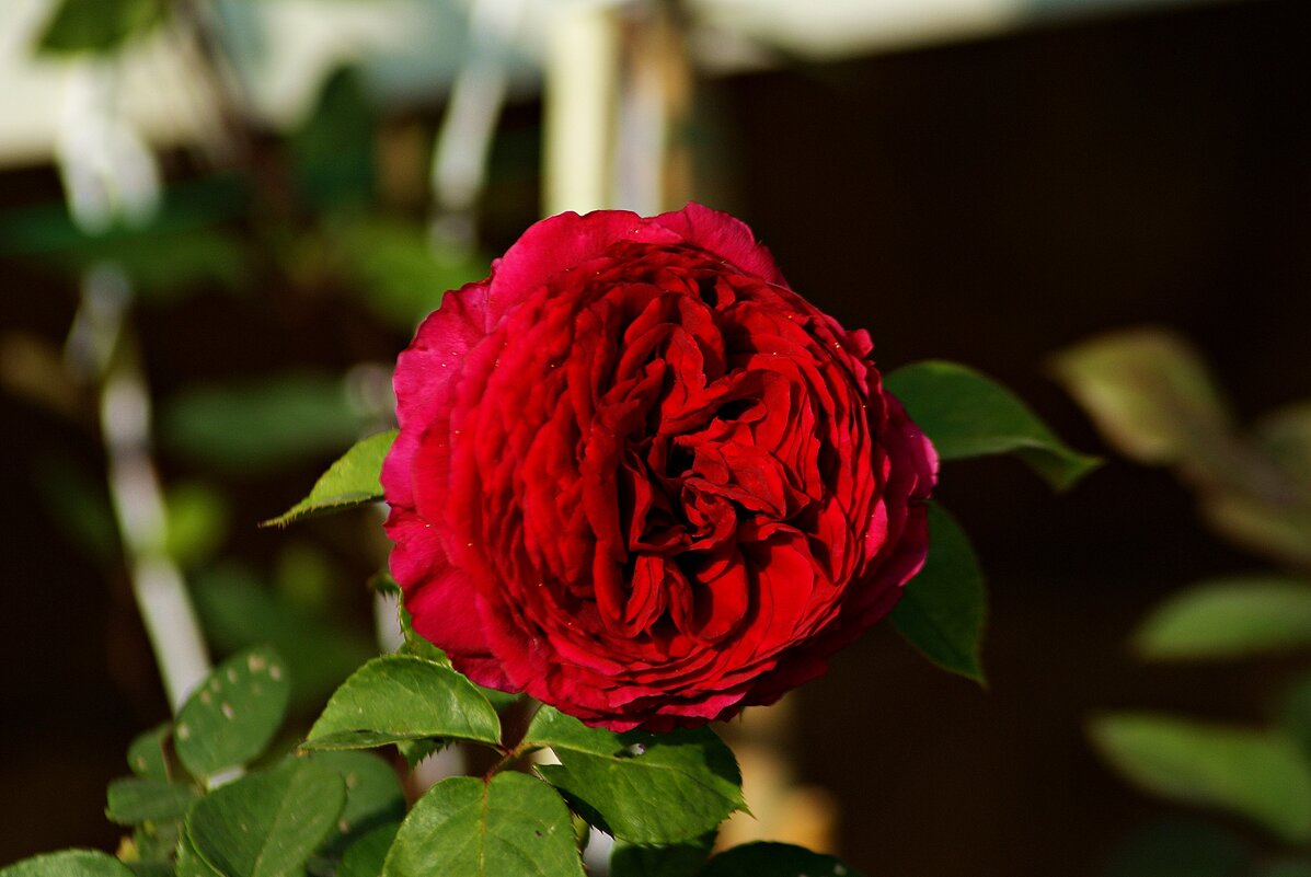 роза нашего двора - Александр Корчемный