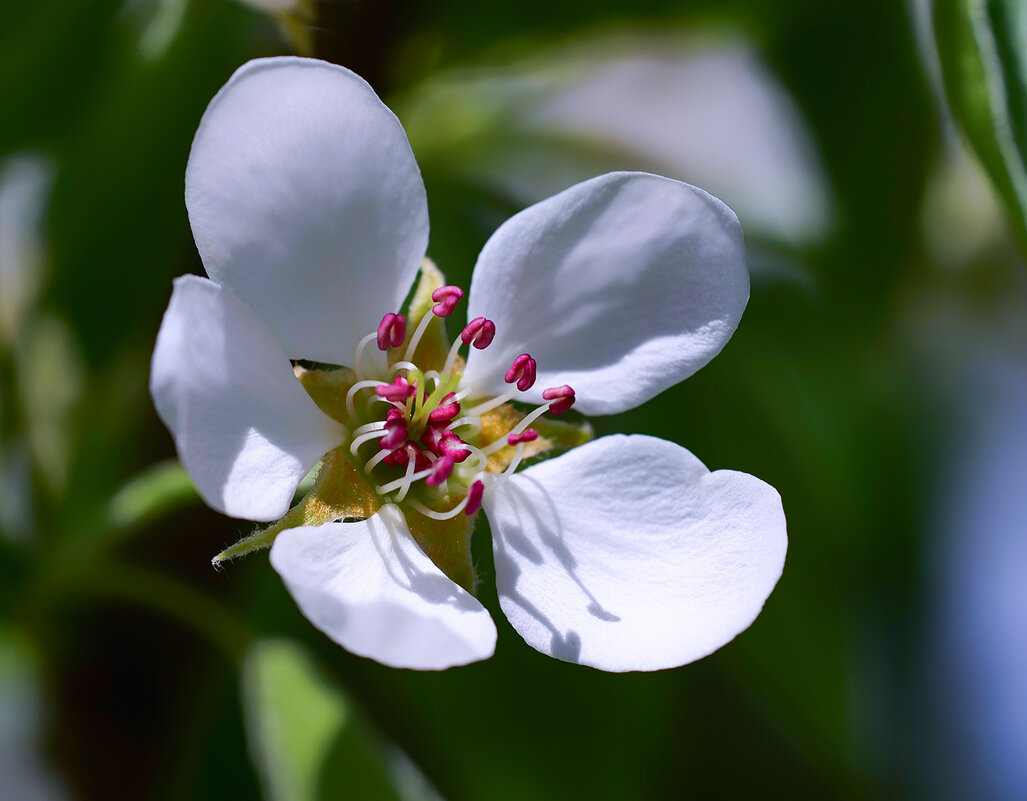 pear blossoms - Zinovi Seniak