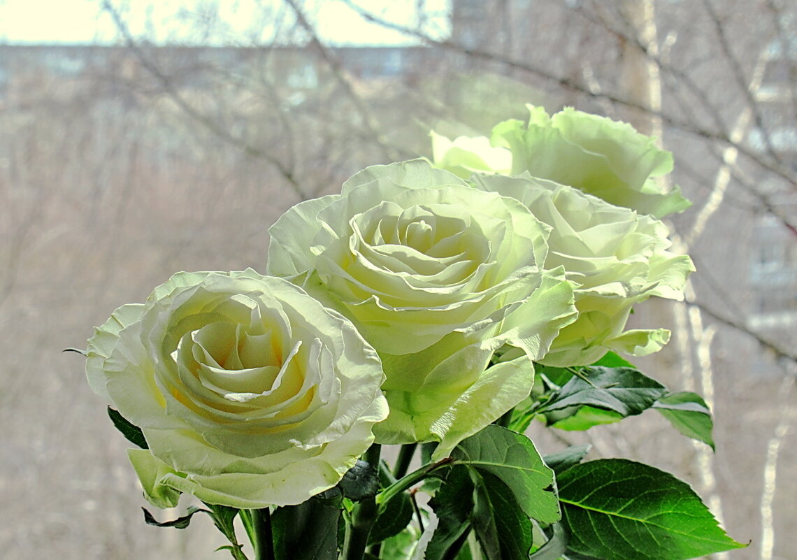 Розы в апреле - Ольга Елисеева