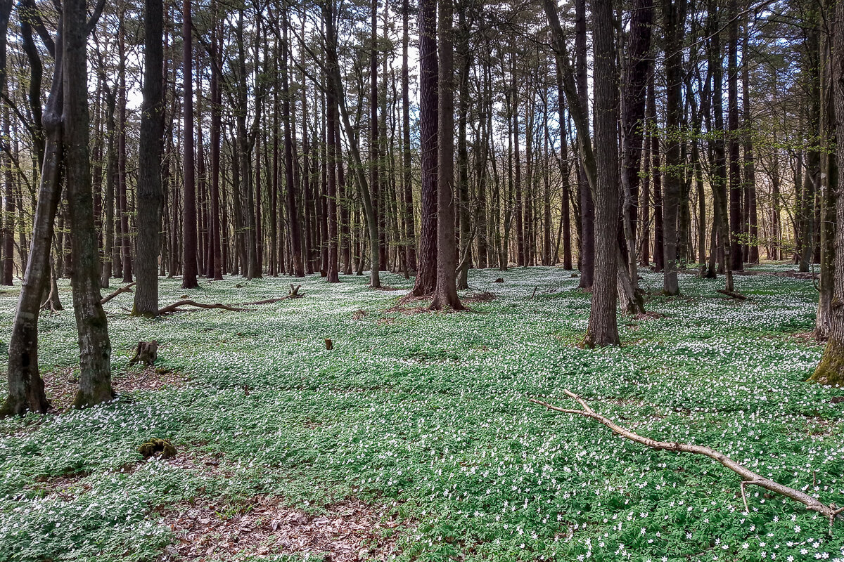 Весенний лес - Андрей Николаевич Незнанов