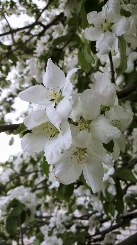 Цветы яблони - Марина Никулина