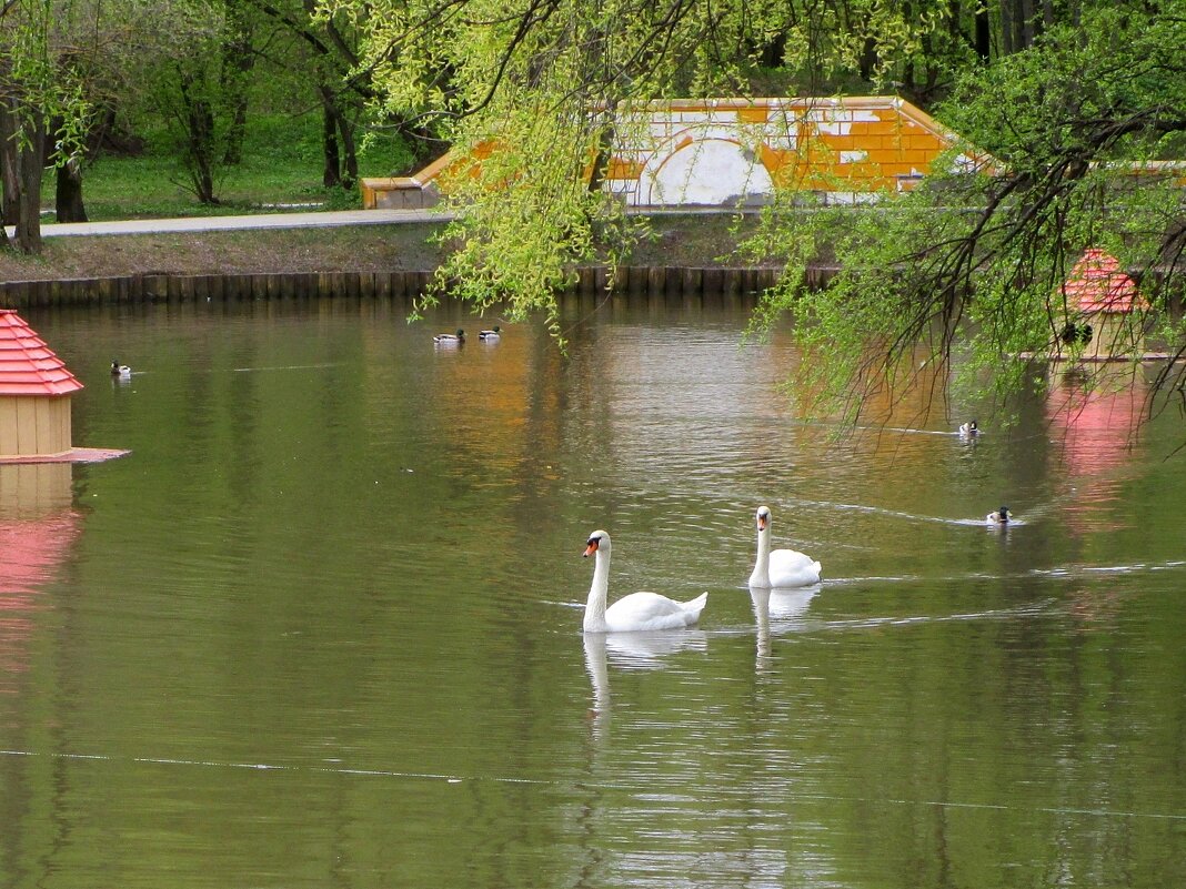 Леоновский пруд в парке «Сад Будущего» - Ольга Довженко