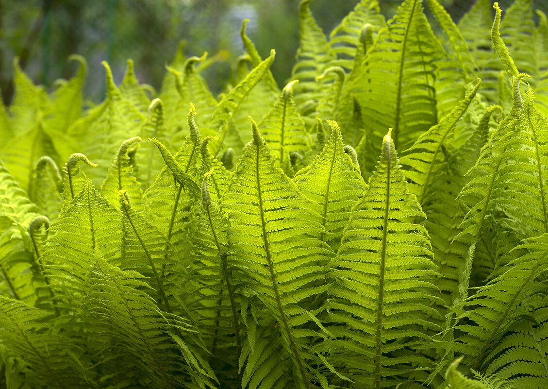 fern - Zinovi Seniak