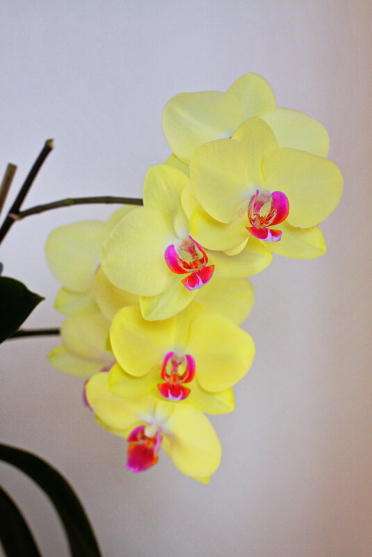 Про орхидеи на окне #2 - M Marikfoto