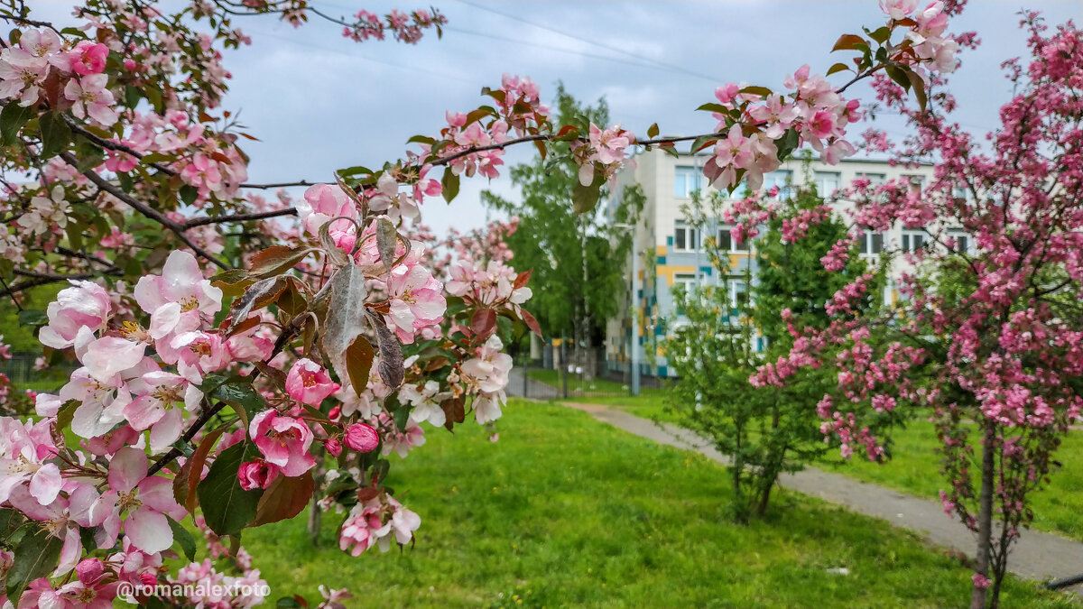 Яблони в цвету - Роман Алексеев