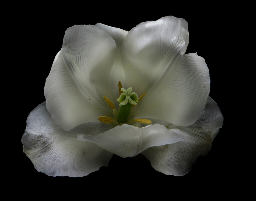 Белый тюльпан. - Nata 
