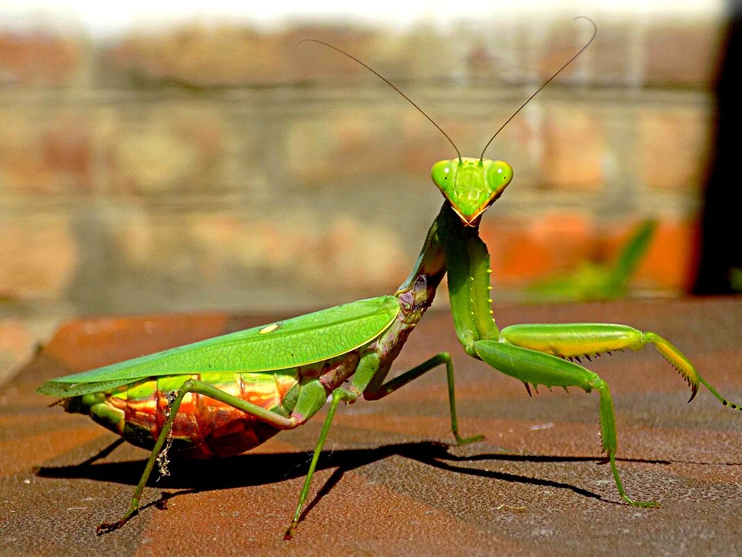 Древесный богомол (Hierodula SP. Vietnam)