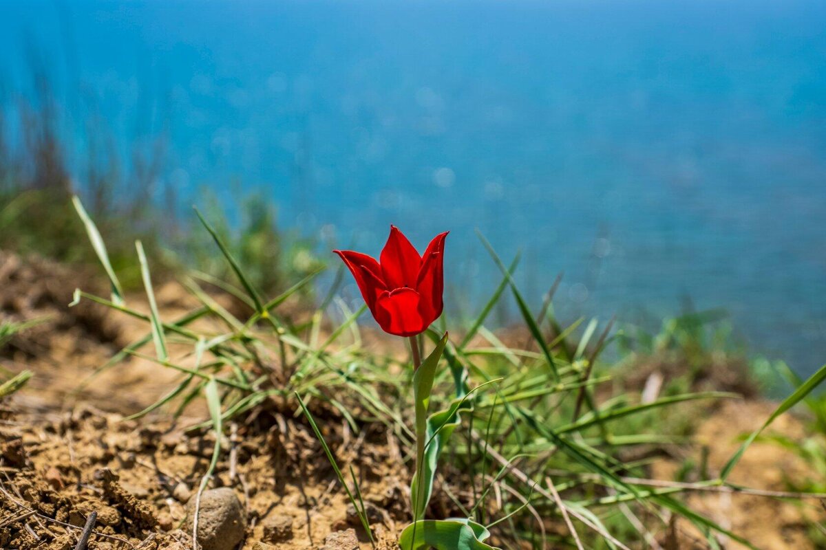 Тюльпан Шренка на Черноморском побережье Крыма - Александр Буторин