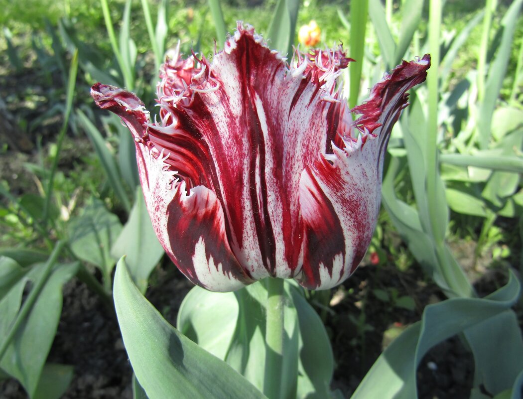 Причудливой формы тюльпан расцветает - Galaelina ***