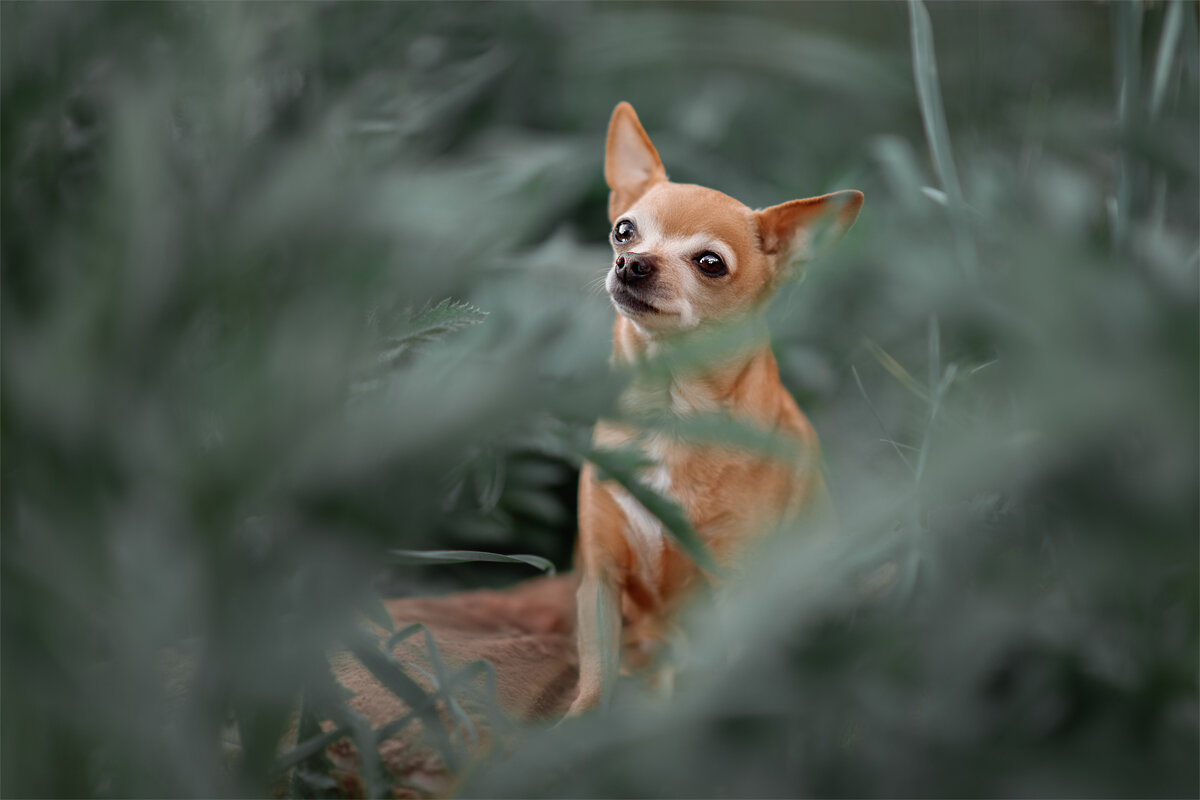 Собака в зелени - Алина Аристова