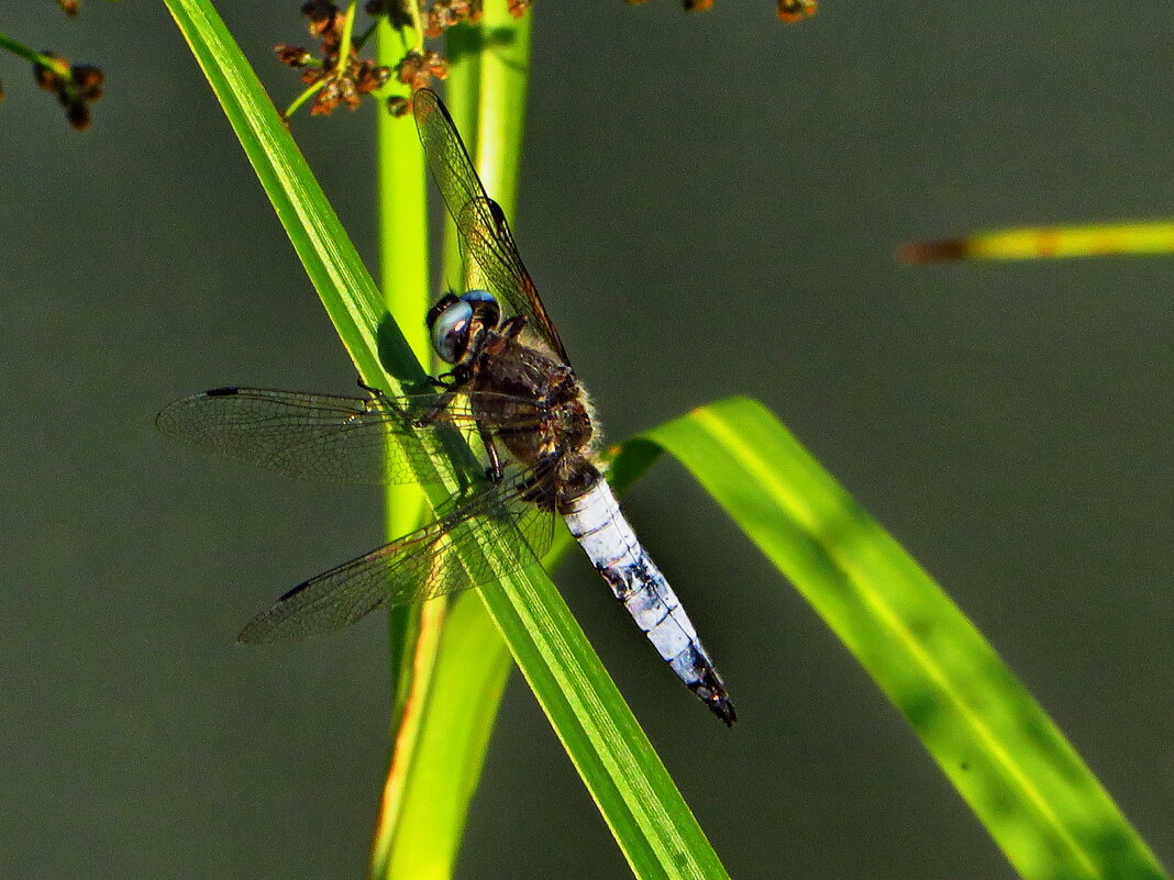 Плоскобрюх рыжий, или рекоза рыжая (лстат.Libellula fulva) —Самец. - ivan 