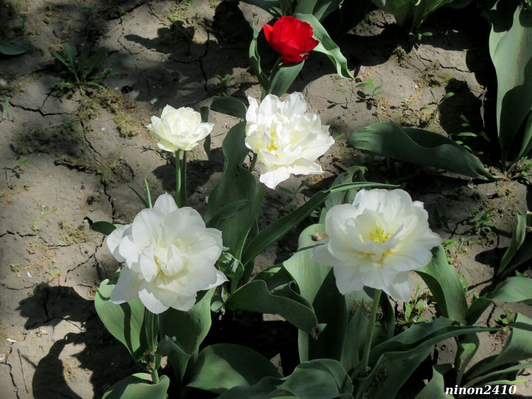 Махровые тюльпаны - Нина Бутко