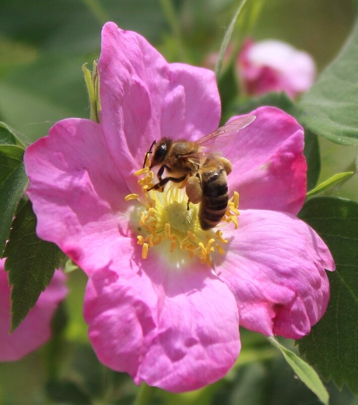 пчелка на цветке шиповника - ольга хакимова