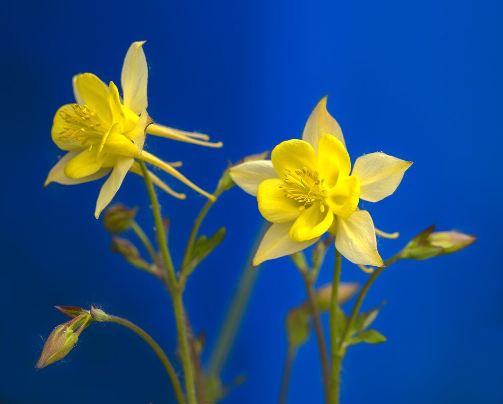 aquilegia - Zinovi Seniak