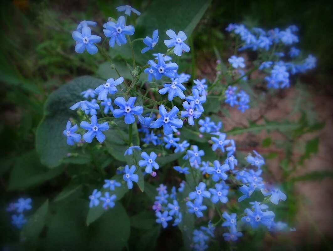 Есть в России цветок незабудка, голубой,как весенний рассвет... - Зося Каминская