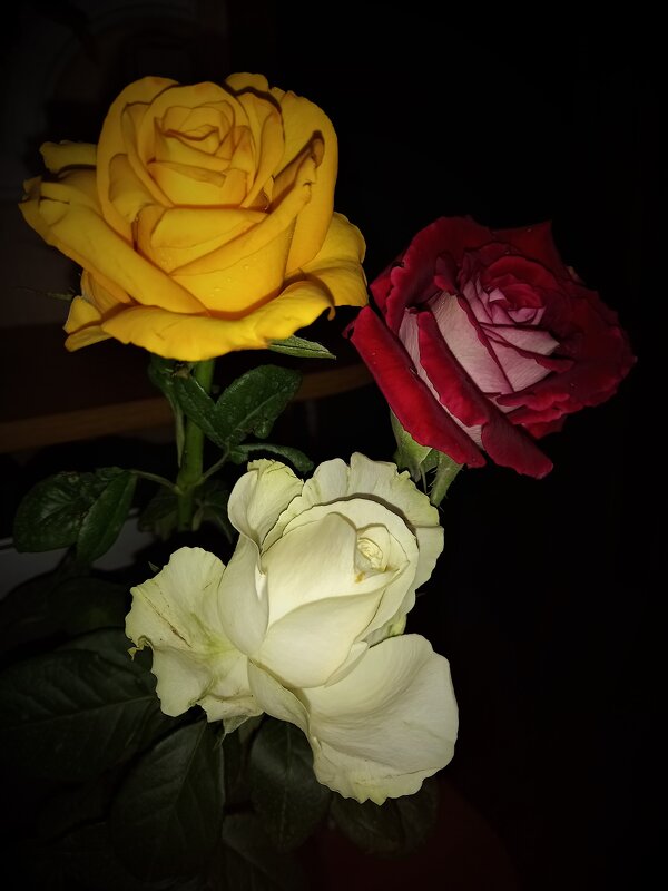 Розы с чудесным ароматом - Татьяна 