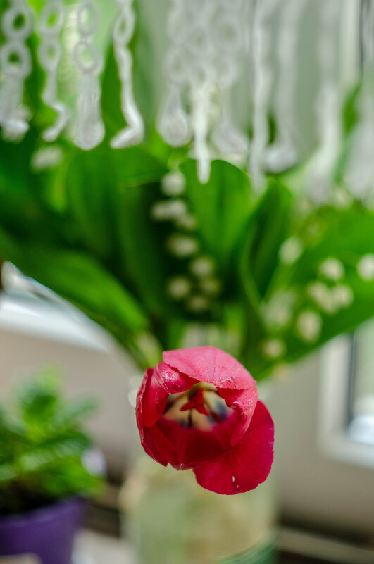 тюльпан в вазе - Александр Леонов