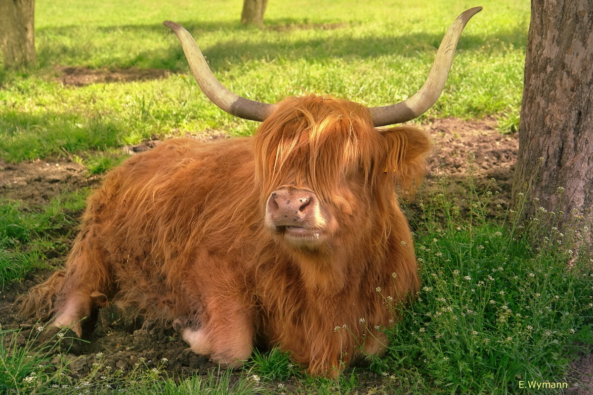 шотландская высокогорная корова - Elena Wymann