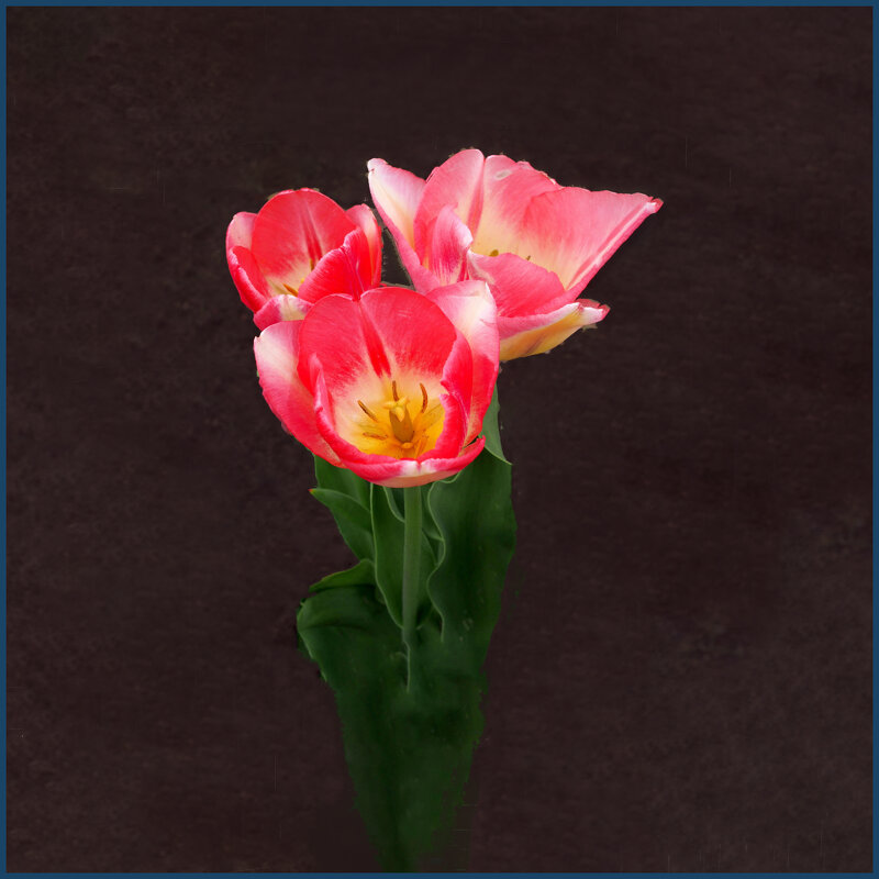 Тюльпаны - Евгений 