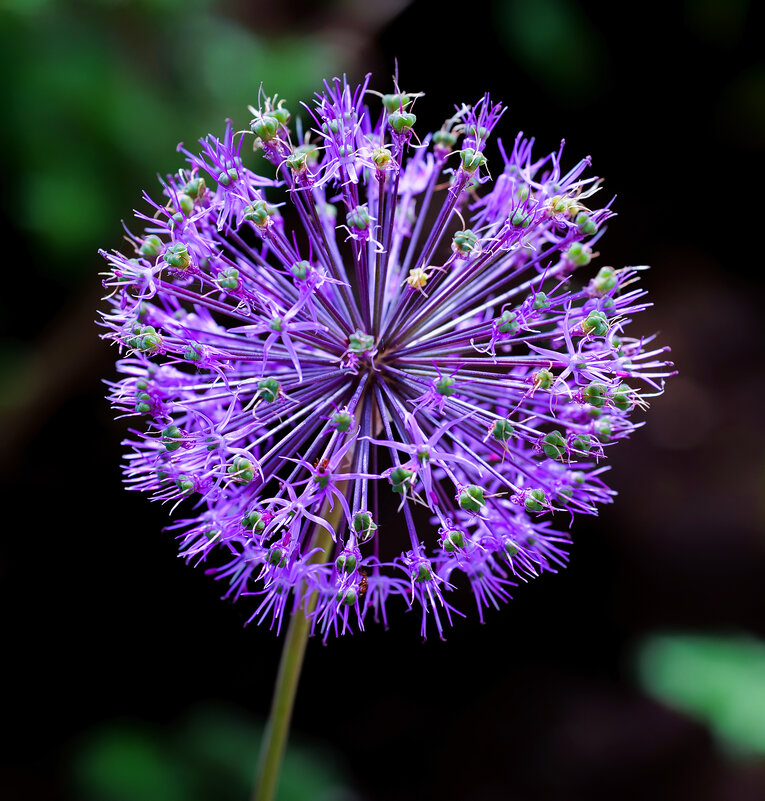 allium - Zinovi Seniak