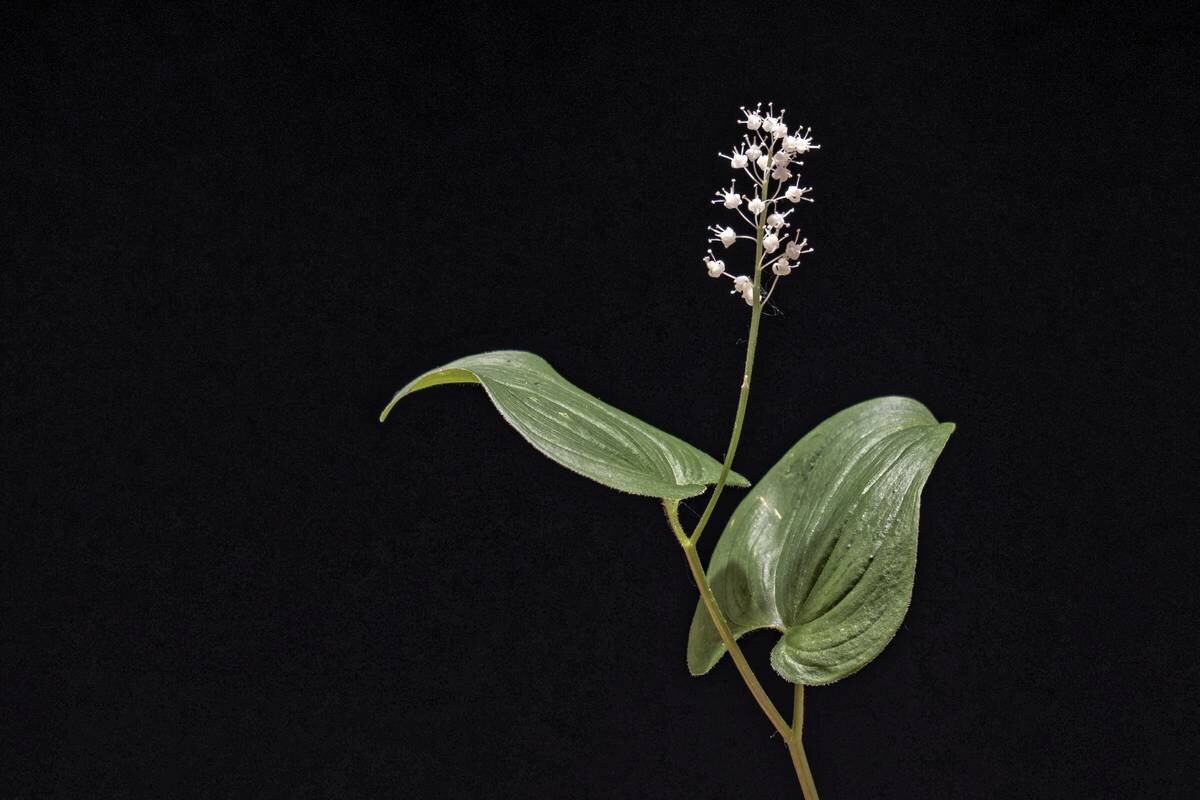 Майник двулистный - Maianthemum bifolium - Николай Чичерин