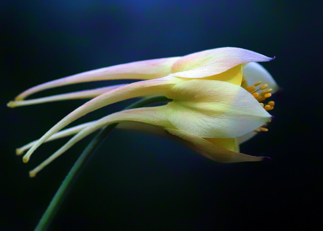 aquilegia - Zinovi Seniak