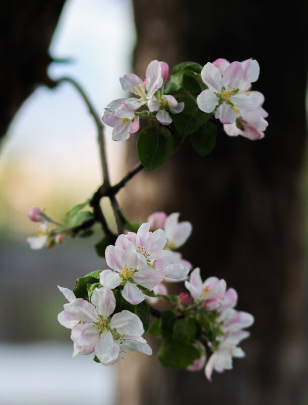 Яблоня в цвету - Арина 