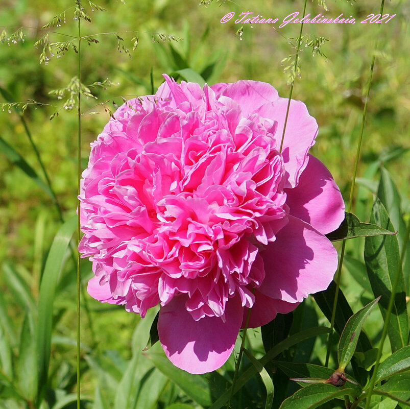 Цветы июня - Tatiana Golubinskaia