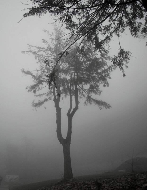 В  тумане  горный  лес рассветный... - Евгений 