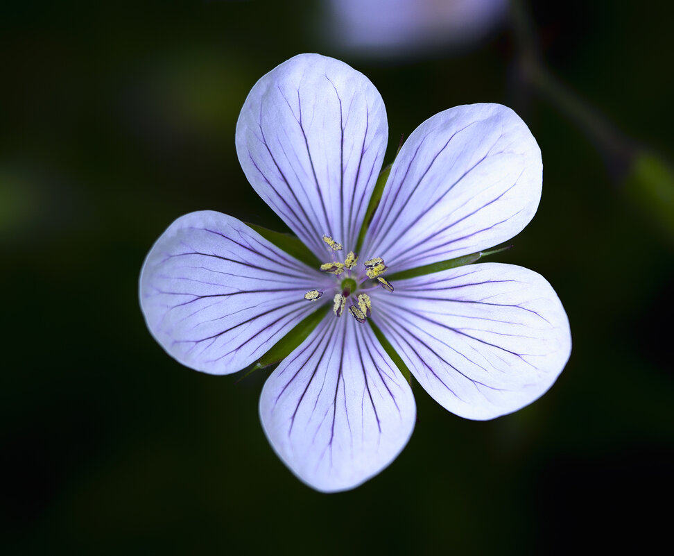 geranium - Zinovi Seniak