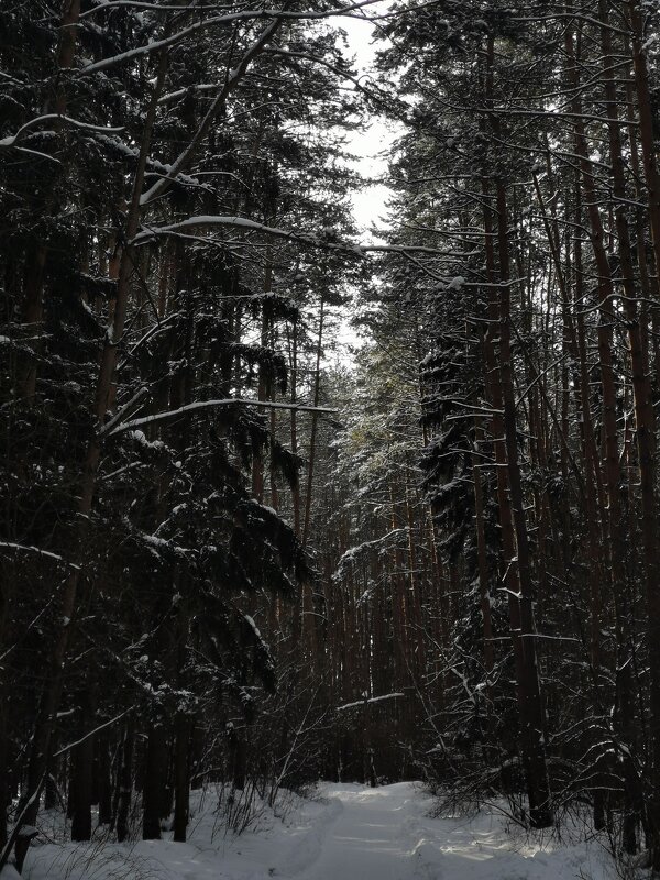 Зимний лес - Артем Абаноков