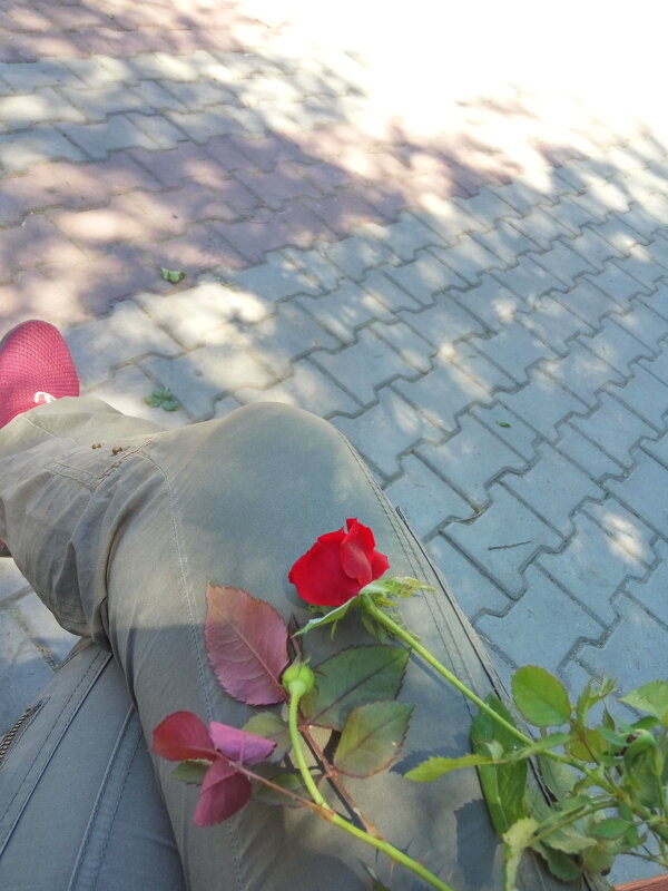 А розы всё цветут - Юлия Степанова