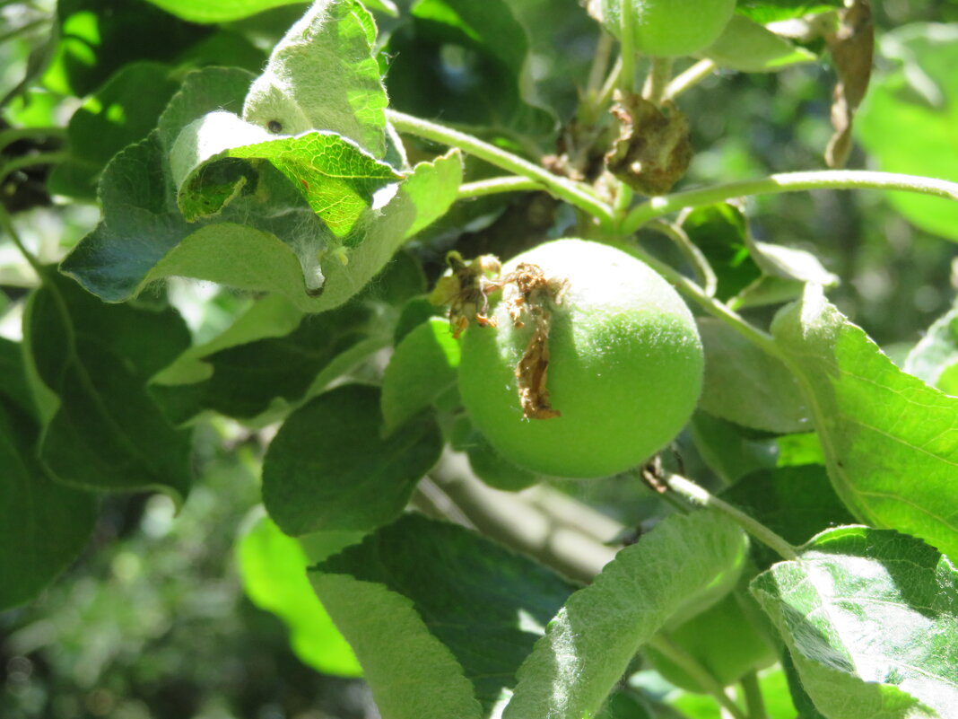 Зелёные яблочки в нашем парке. - Зинаида 