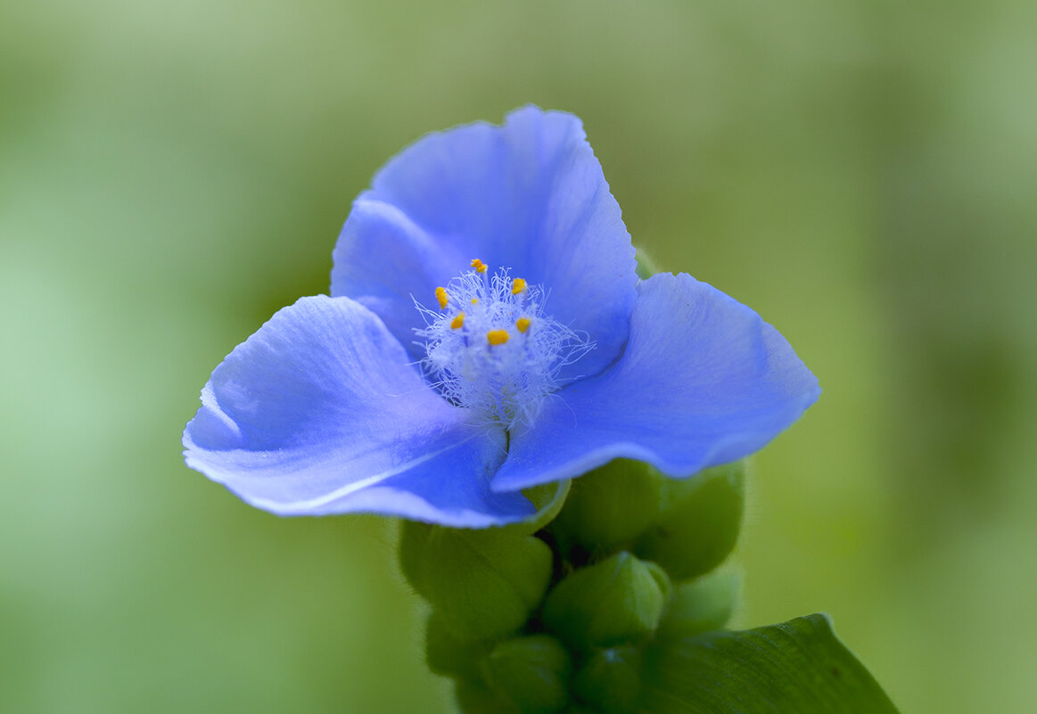 garden tradescantia - Zinovi Seniak