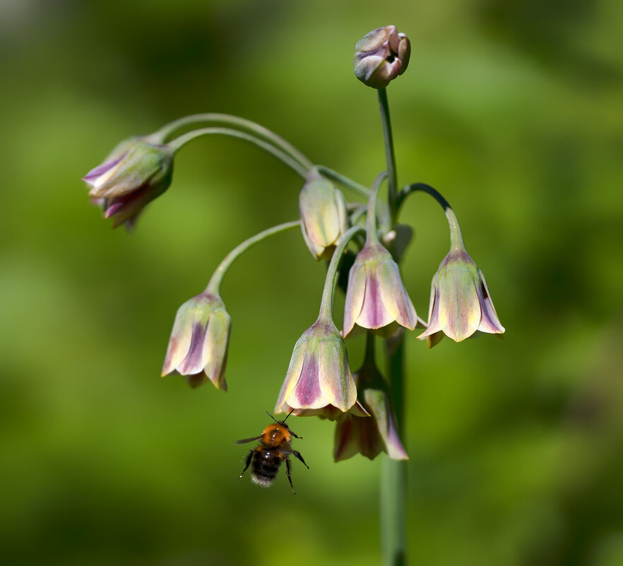 bee at work - Zinovi Seniak