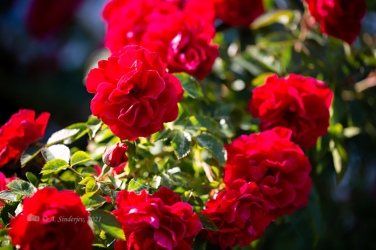 Красные плетистые розы - Александр Синдерёв