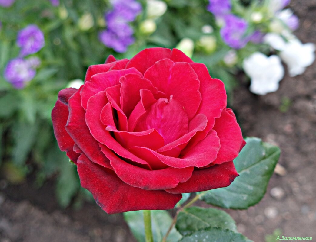 Красота розы не долговечна, но память о ней вечна! - Андрей Заломленков