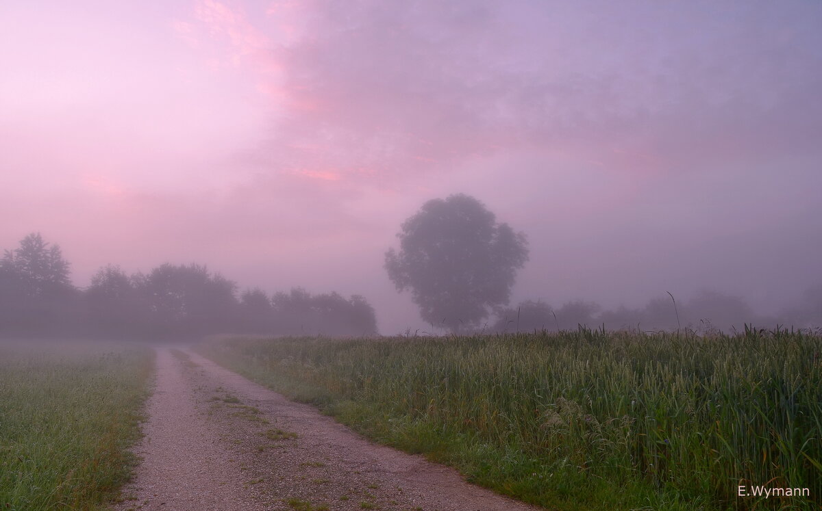 misty morning - Elena Wymann