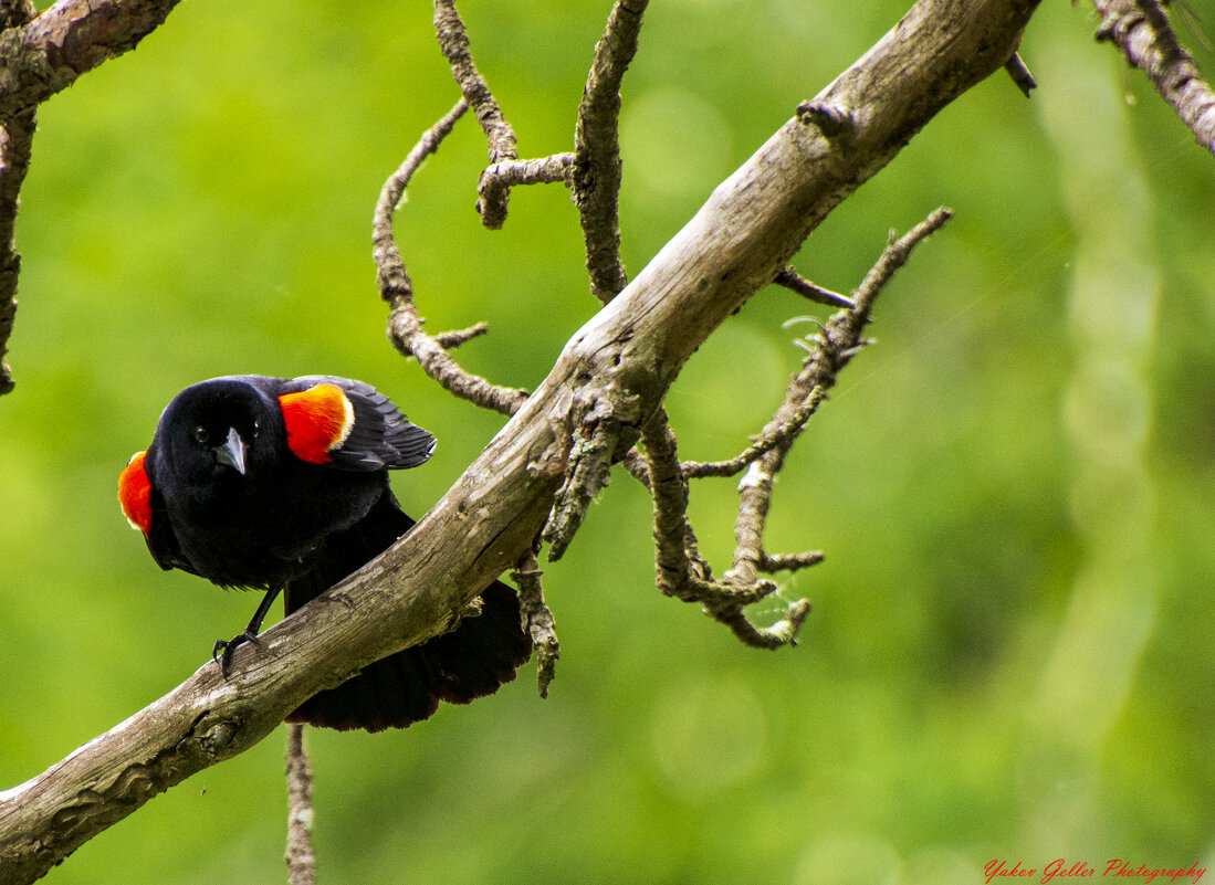 Краснокрылая черная птица - Яков Геллер