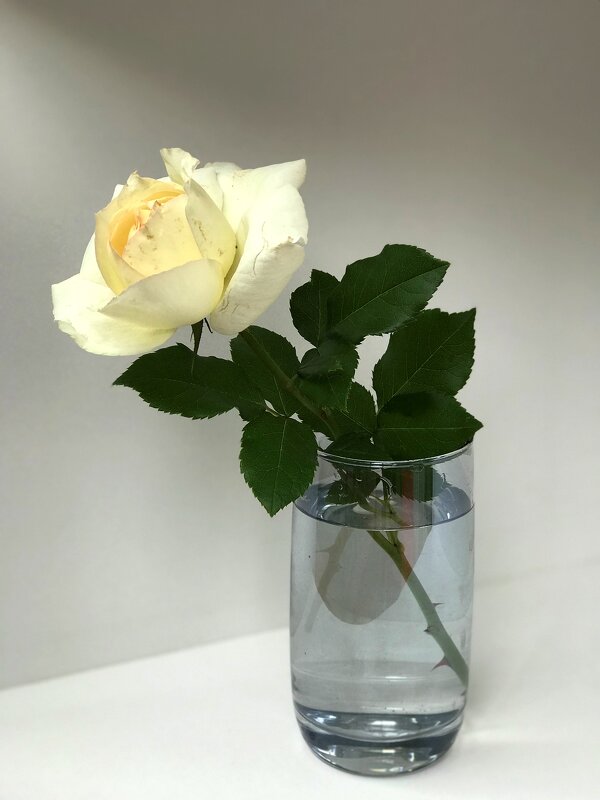 Белая роза. - Любовь 