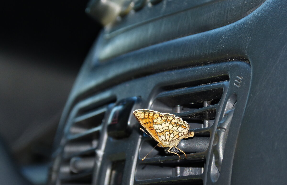 бабочки обживают моё авто...3 - Александр Прокудин