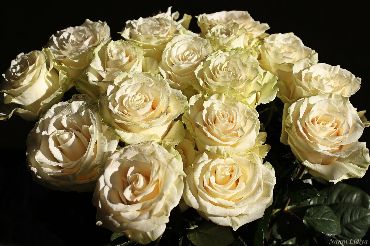 Розы для друзей - Лидия (naum.lidiya)